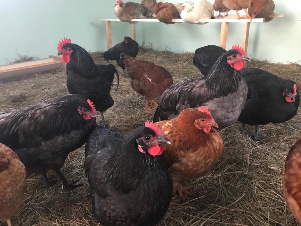 gaini crescute in aer liber